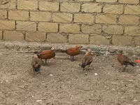 Guinea fowl — zdjęcie 2