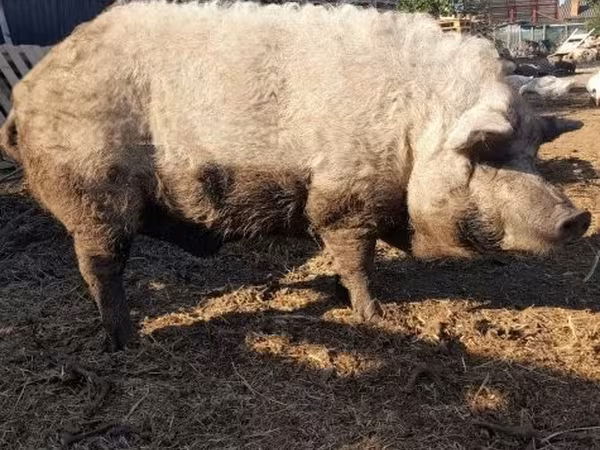 Boar,  — Hungary