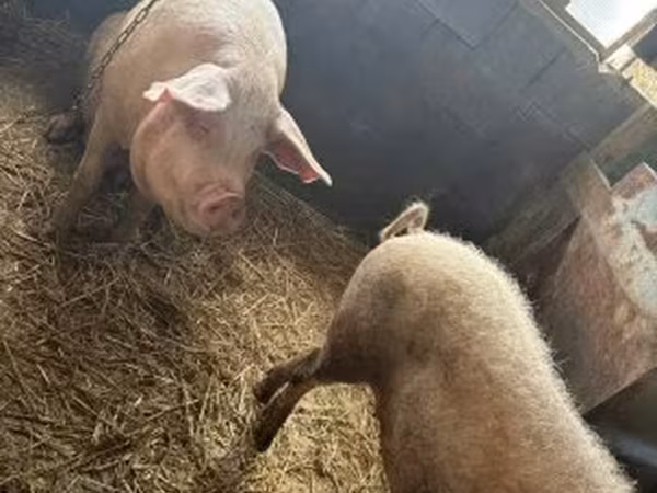 Babi (lot, jantina tidak dinyatakan), Pigs