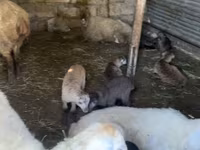 میش, گوسفند — عکس 2