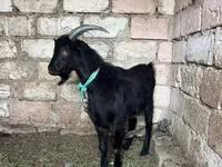 Kambing betina, Goats — foto 1