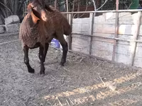 میش, Blackheaded Persian sheep — عکس 6