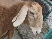 Pecora, Arashan sheep — foto 4