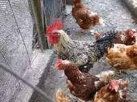 Chickens — φωτογραφία 5