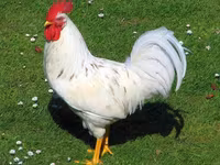 Chickens — Foto 1
