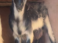 بز نر, بز — عکس 2