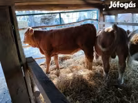 بقرة, Simmental cattle — الصورة 2
