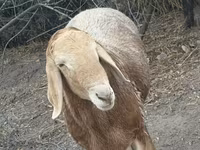 Carneiro, Edilbay sheep — foto 3