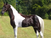 Ձի, Tennessee Walking Horse — լուսանկար 8