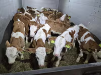 Goveda (partija, pol nije naveden), Simmental cattle — fotografija 1