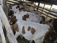 ষাঁড়, Simmental cattle — ছবি 2