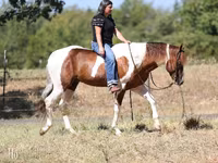 Horse (M), American paint horse — photo 5