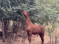 Cavalla, Cavalli — foto 2