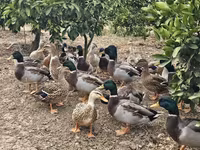Ducks — عکس 4