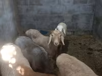 Вівця, Rhon sheep — фото 7