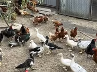Ducks — عکس 2