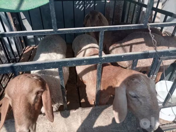 Beran, Arashan sheep