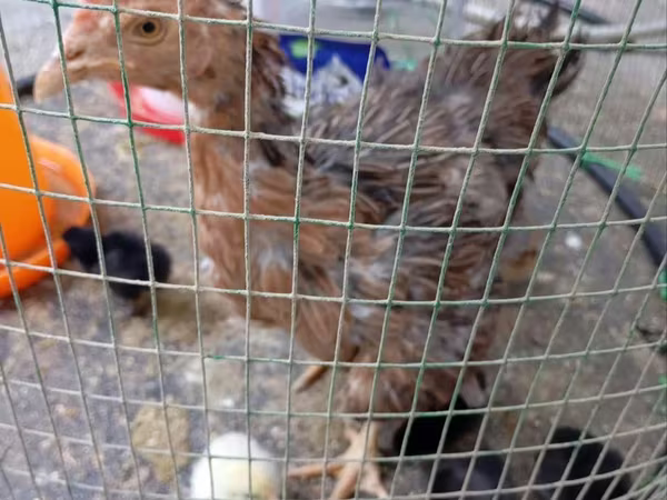Chickens