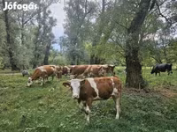 Lembu betina, Simmental cattle — foto 2