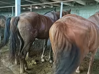 اسب نر, اسب — عکس 2