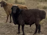 Montone, Kazakh fat-tailed coarsewool sheep — foto 3