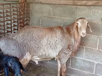 母羊, Rhon sheep — 照片 2
