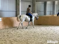 Cheval, Chevaux — photo 1