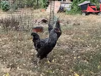 Chickens — ፎቶ 2