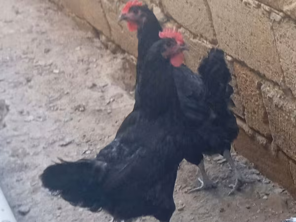 Australian Pit Game fowl