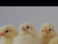 Chickens — zdjęcie 2