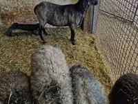 Beran, Romanov sheep — foto 3