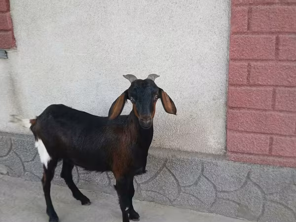 Kambing betina, Nubian Goat
