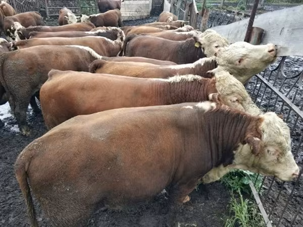 Stier, Kazachse wittekop koe