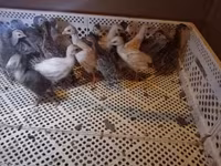 Chickens — عکس 2