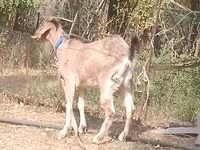 Kozel, Kozy — foto 2