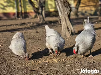 Araucana — Foto 2