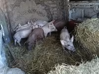 หมูป่าตัวผู้, หมู — รูปภาพ 2