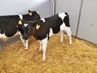 公牛, Cattle — 照片 6