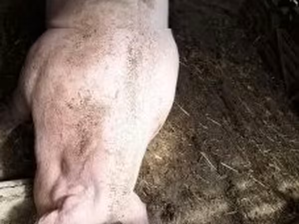 Sow, Pigs — Hungary