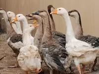 ኩባን — ፎቶ 2