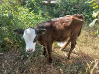 گاو ماده, نژاد کالمیک — عکس 1