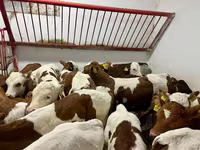 Býk, Simmental cattle — foto 3