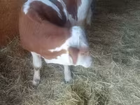 Dibi, Simmental cattle — sawirka 6