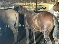 Kuda jantan, Kazakh horse — foto 4