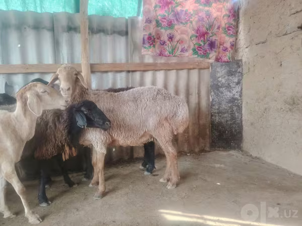 Qoʻy, Arashan sheep