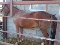 مادیان, Kazakh horse — عکس 1