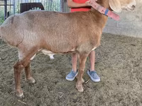 Montone, Arashan sheep — foto 5