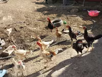 Chickens — รูปภาพ 1