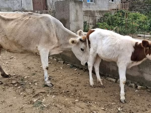 গাভী, গরু