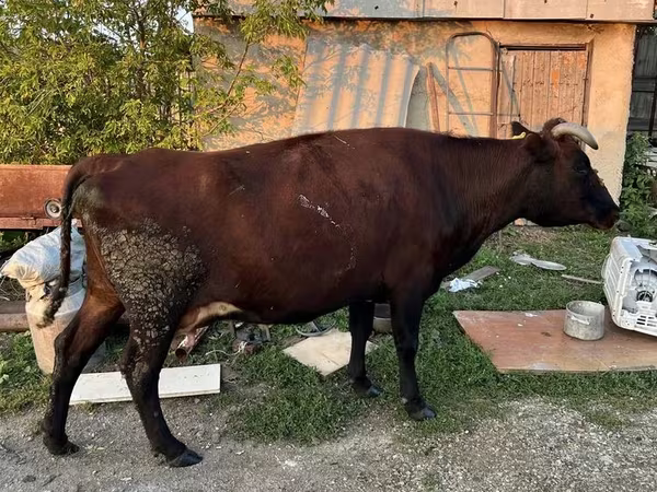 Vaca, Ganado vacuno